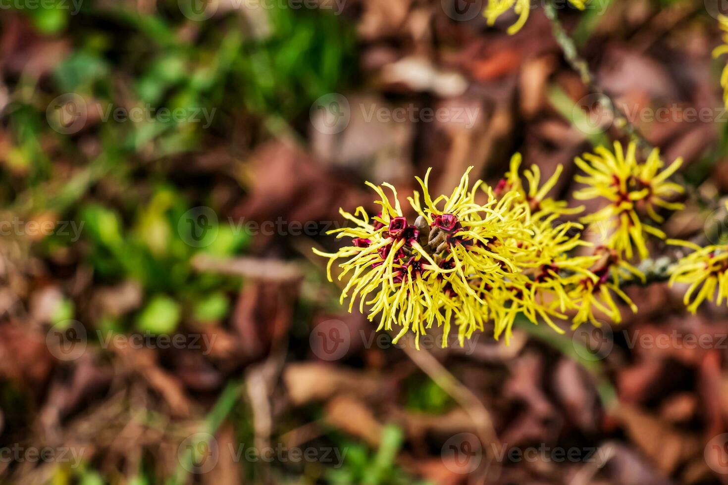 Flower of Hazel Witch shrub, Hamamelis virginiana in early spring. Hamamelis has gorgeous yellow flowers in early spring. photo