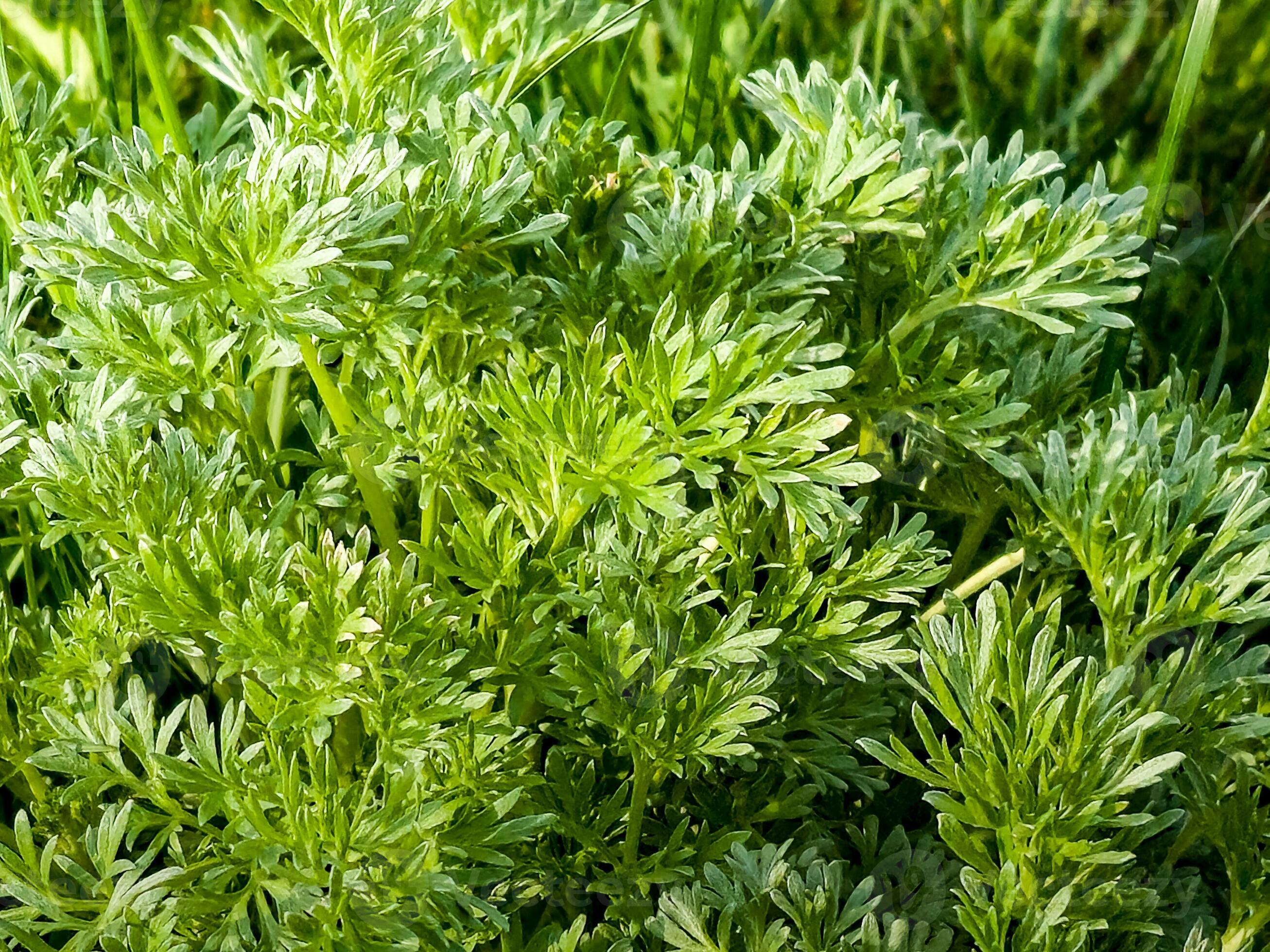 Artemisia annua (annual wormwood, sweet sagewort): Go Botany