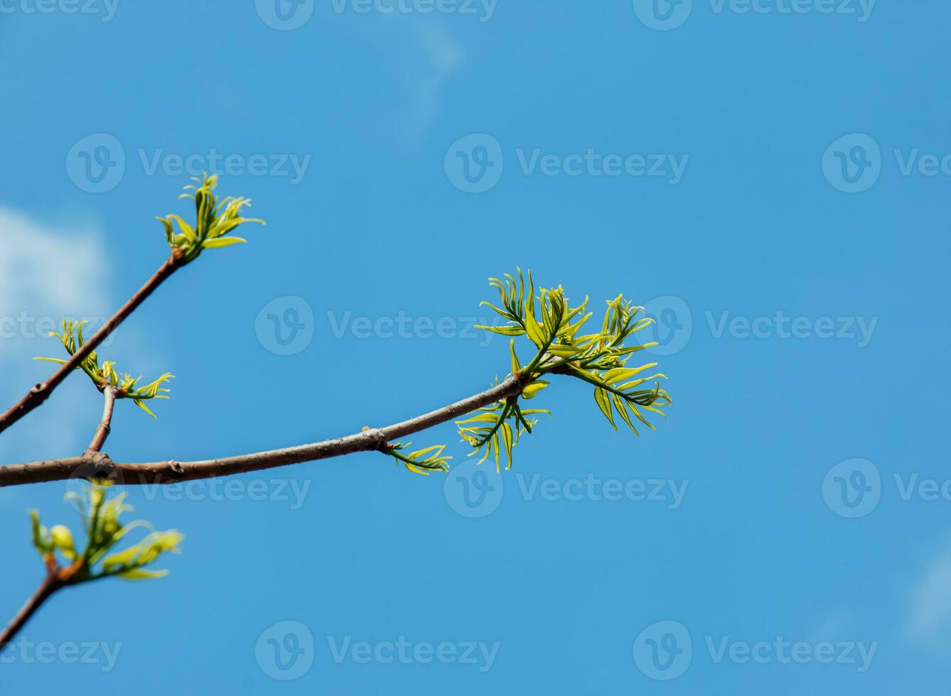 The new growth in spring from Phellodendron sachalinense photo