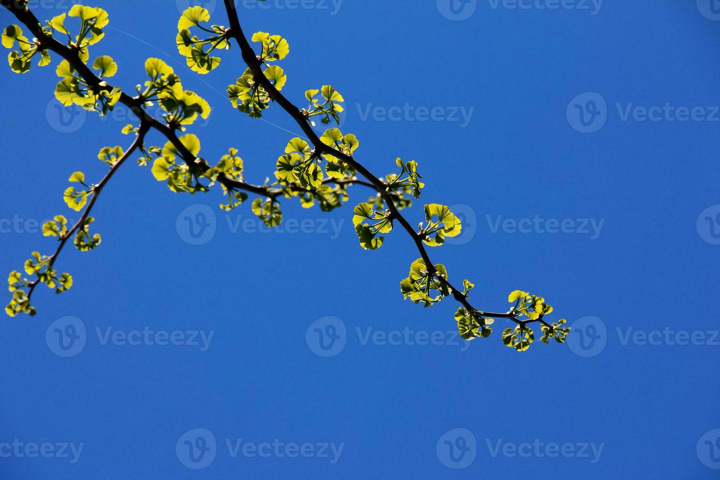 Fresh bright green leaves of ginkgo biloba against the blue sky. Branches of a ginkgo tree in the botanical garden of the Dnieper in Ukraine. photo