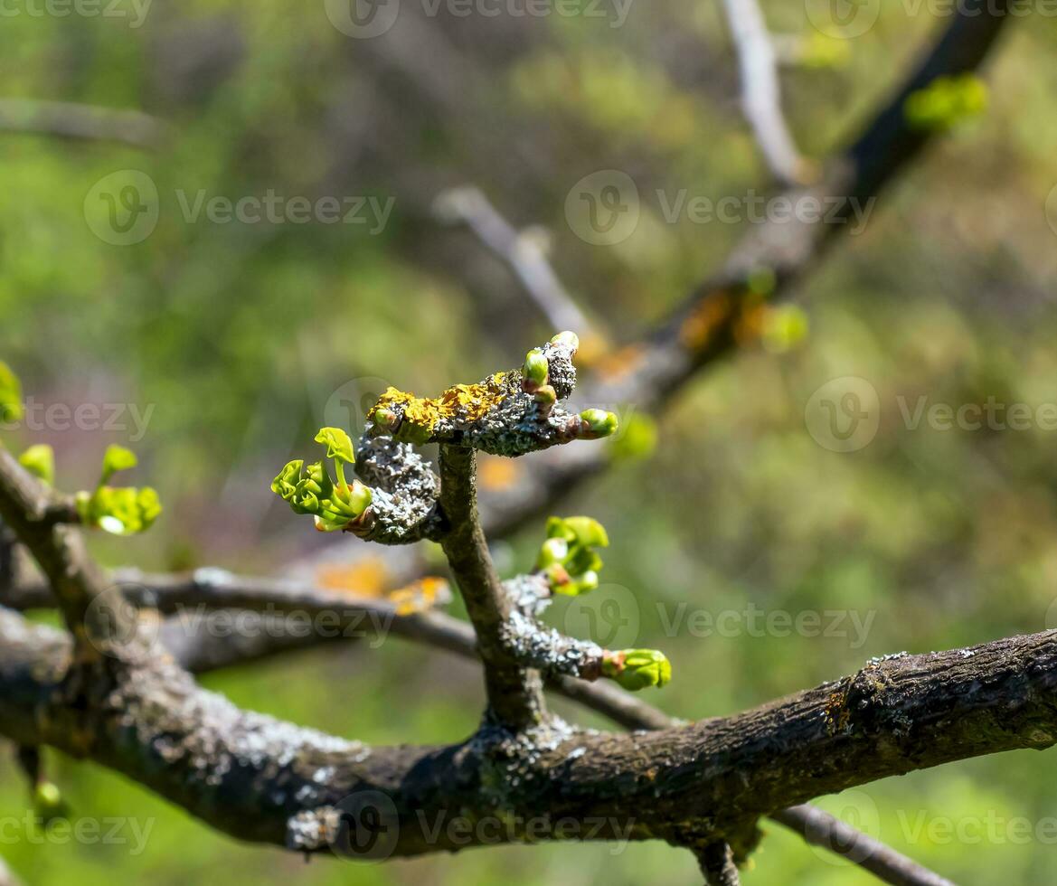 Fresco brillante verde hojas de gingko biloba l péndula en ramas en temprano primavera. ramas de un gingko árbol en el botánico jardín de el dnieper en Ucrania. foto