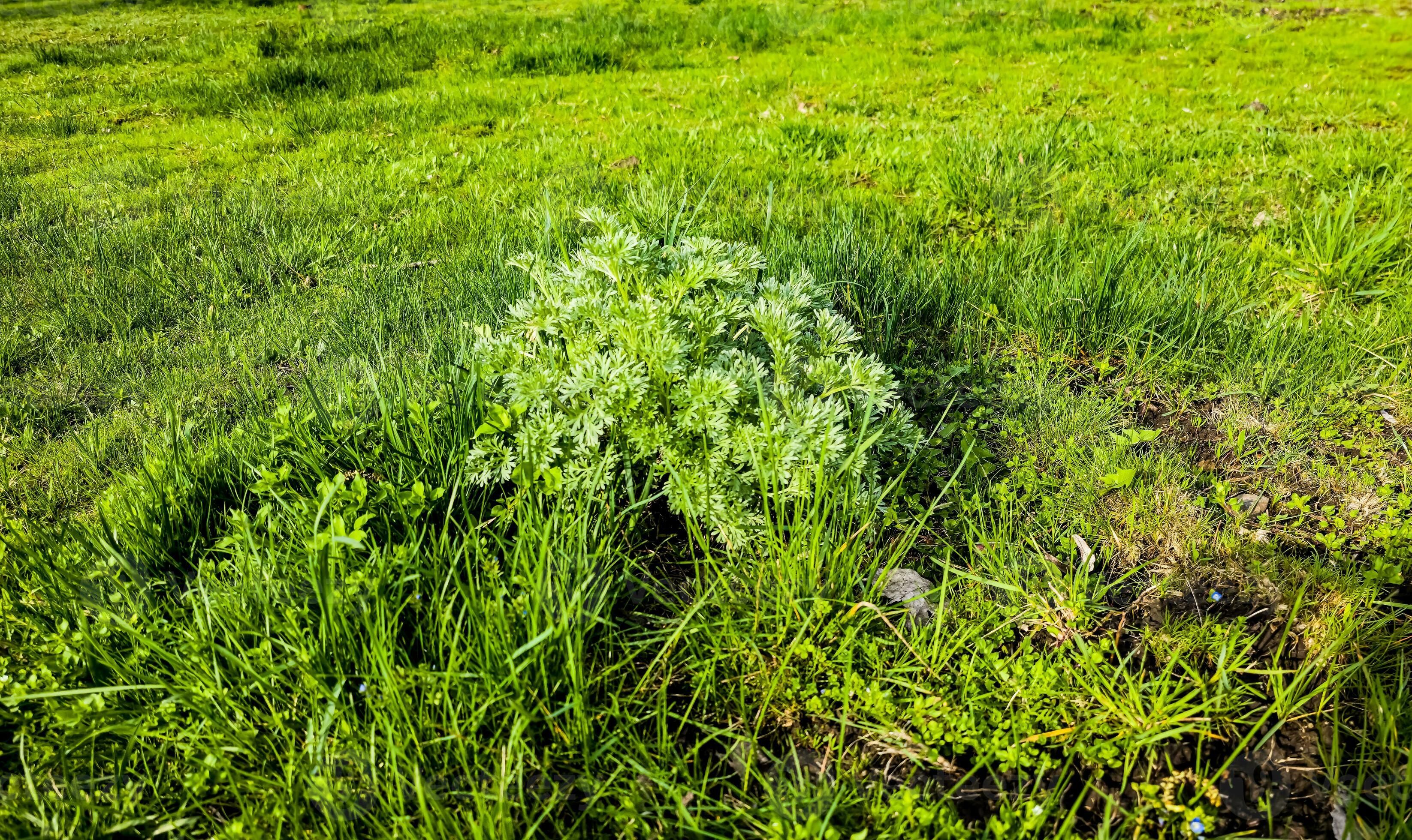 Closeup of fresh growing sweet wormwood Artemisia annua, sweet annie ...