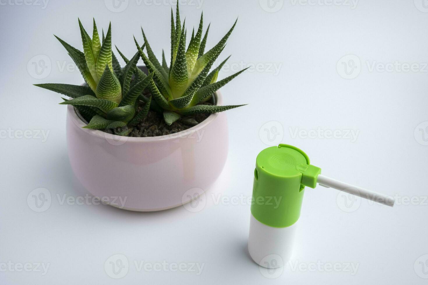 an inhaler with a medicine for throat diseases and a Haworthia flower on a white background photo
