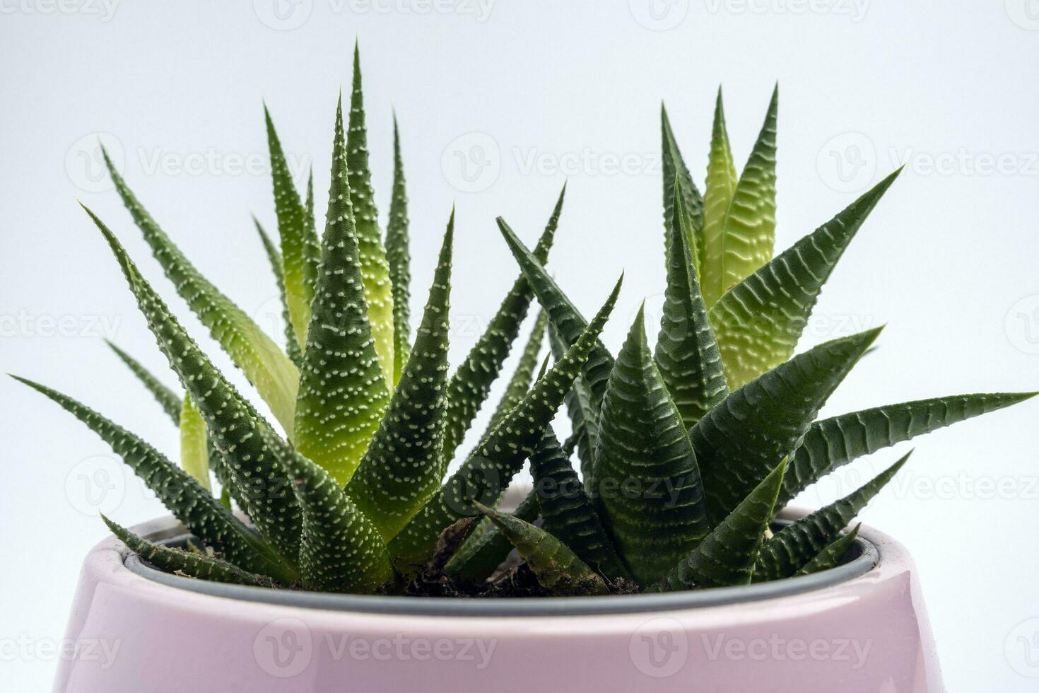 Haworthia flower in a pink pot on a white background, lifestyle, modern interior photo