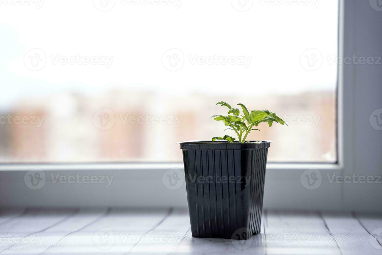 a small pot with a green tomato sprout for the garden, tomato seedlings on the windowsill photo