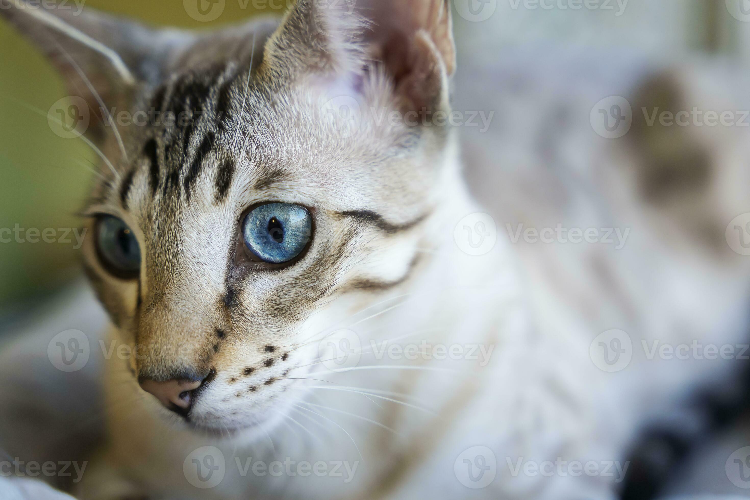portrait of a domestic cat. a mixture of Bengali and Oriental breeds