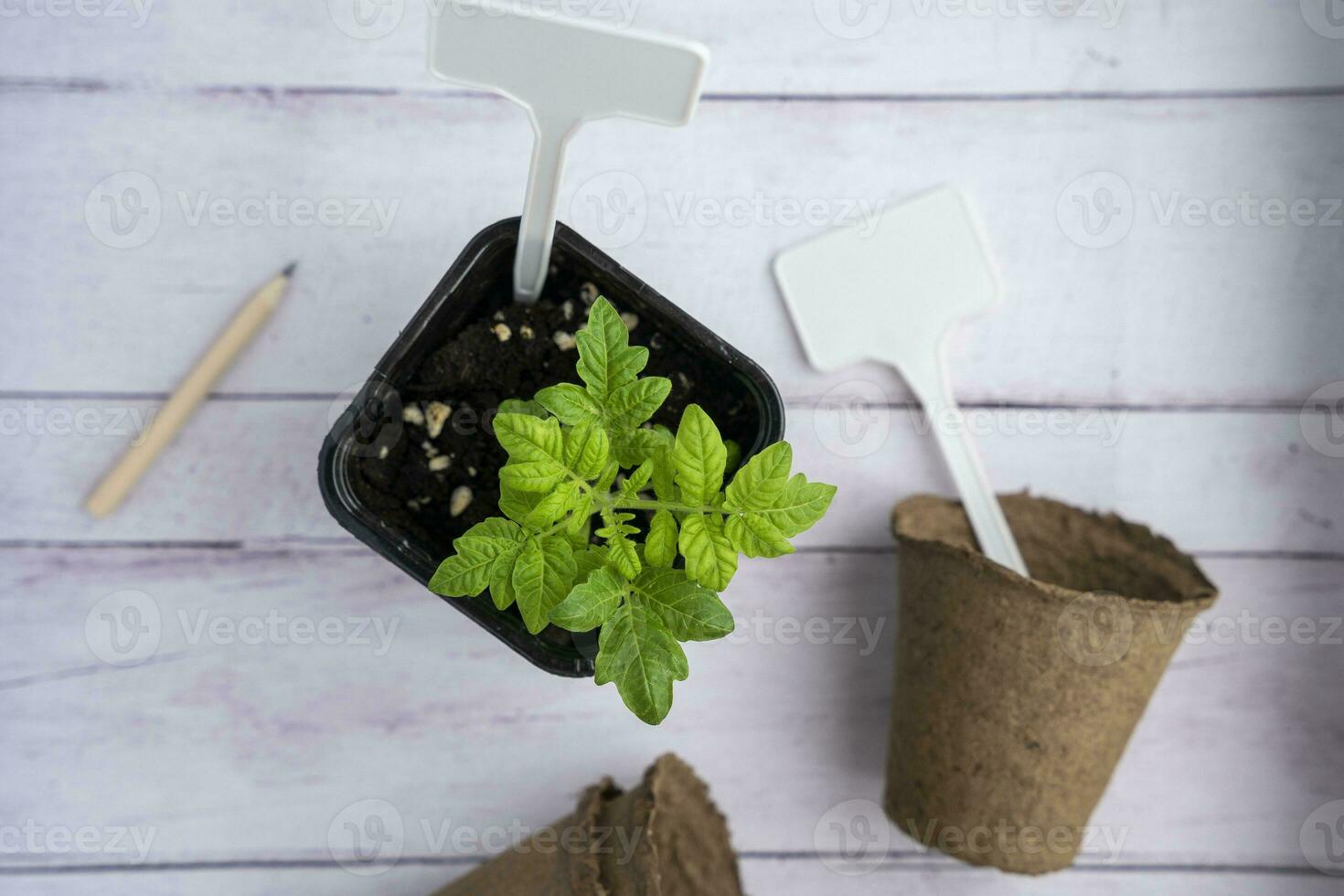 un maceta con un tomate brote, turba ollas para plántulas, jardín etiquetas y un lápiz foto