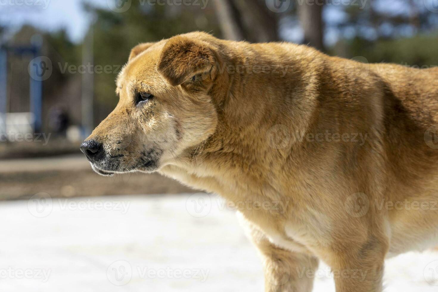 a big sad homeless red dog walks by himself on a city street photo