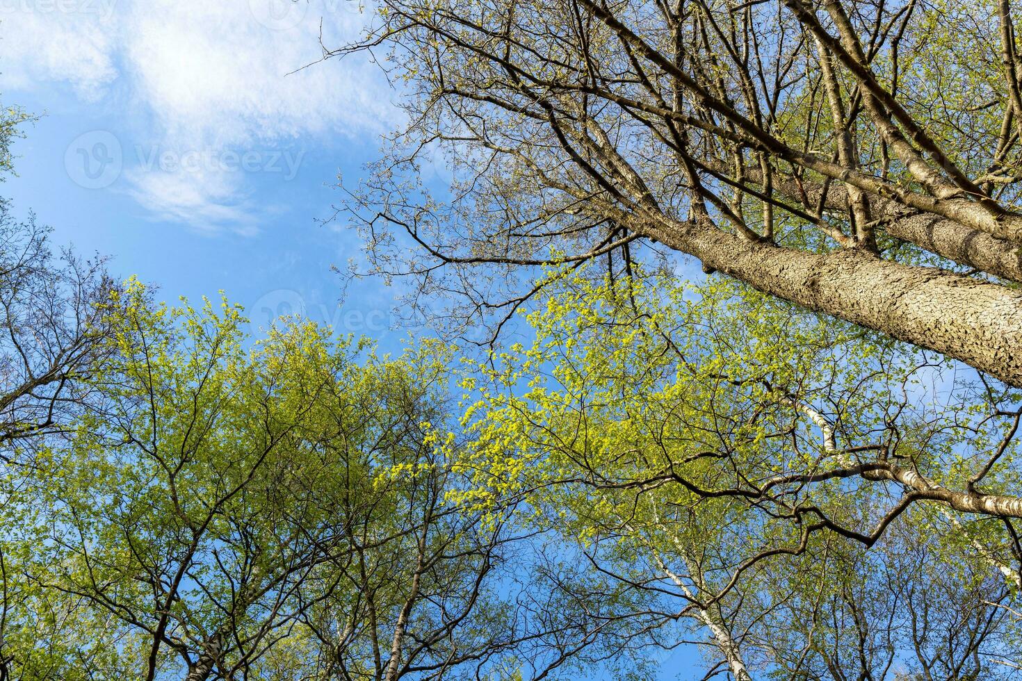 bottom view of the tree trunk and the blue clear sky. nature. photo
