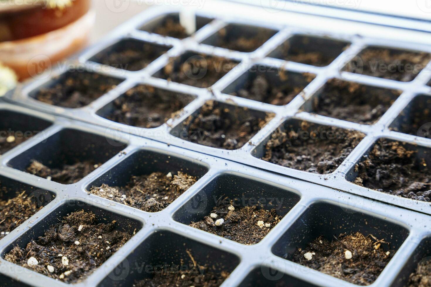 plastic cellular cassette for seedlings with soil for seed germination photo