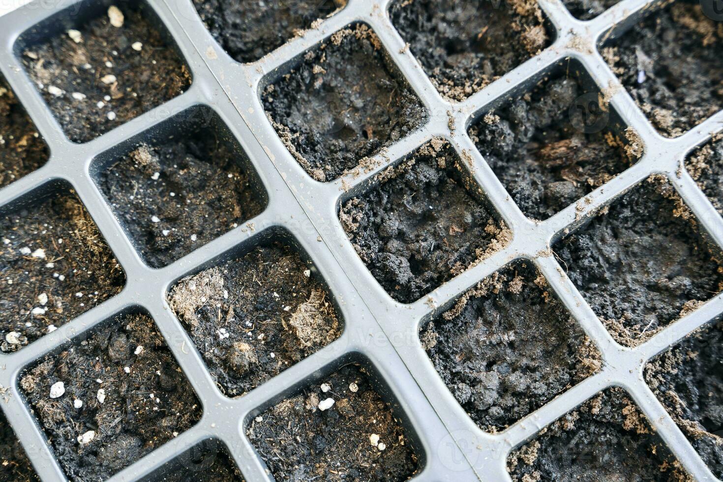 plastic cellular cassette for seedlings with soil for seed germination photo