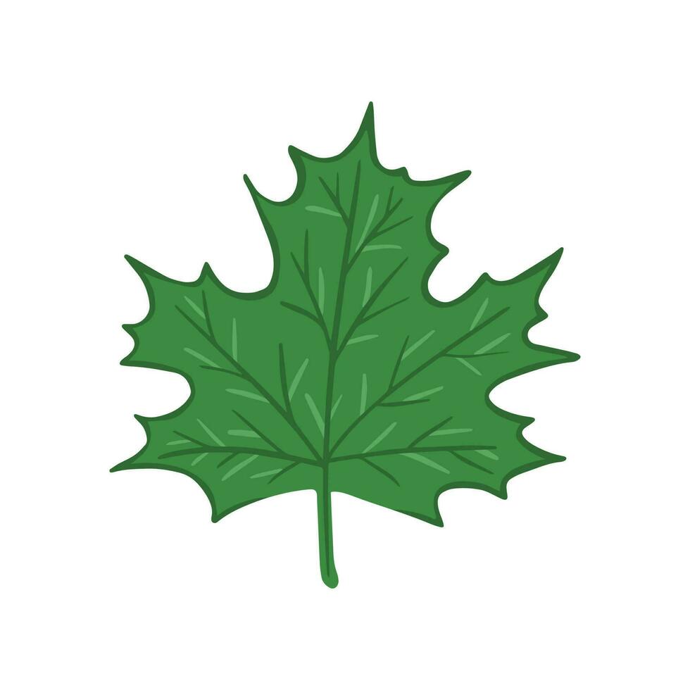 Green maple leaf. Illustration for printing, backgrounds, covers and packaging. Image can be used for greeting cards, posters, stickers and textile. Isolated on white background. vector