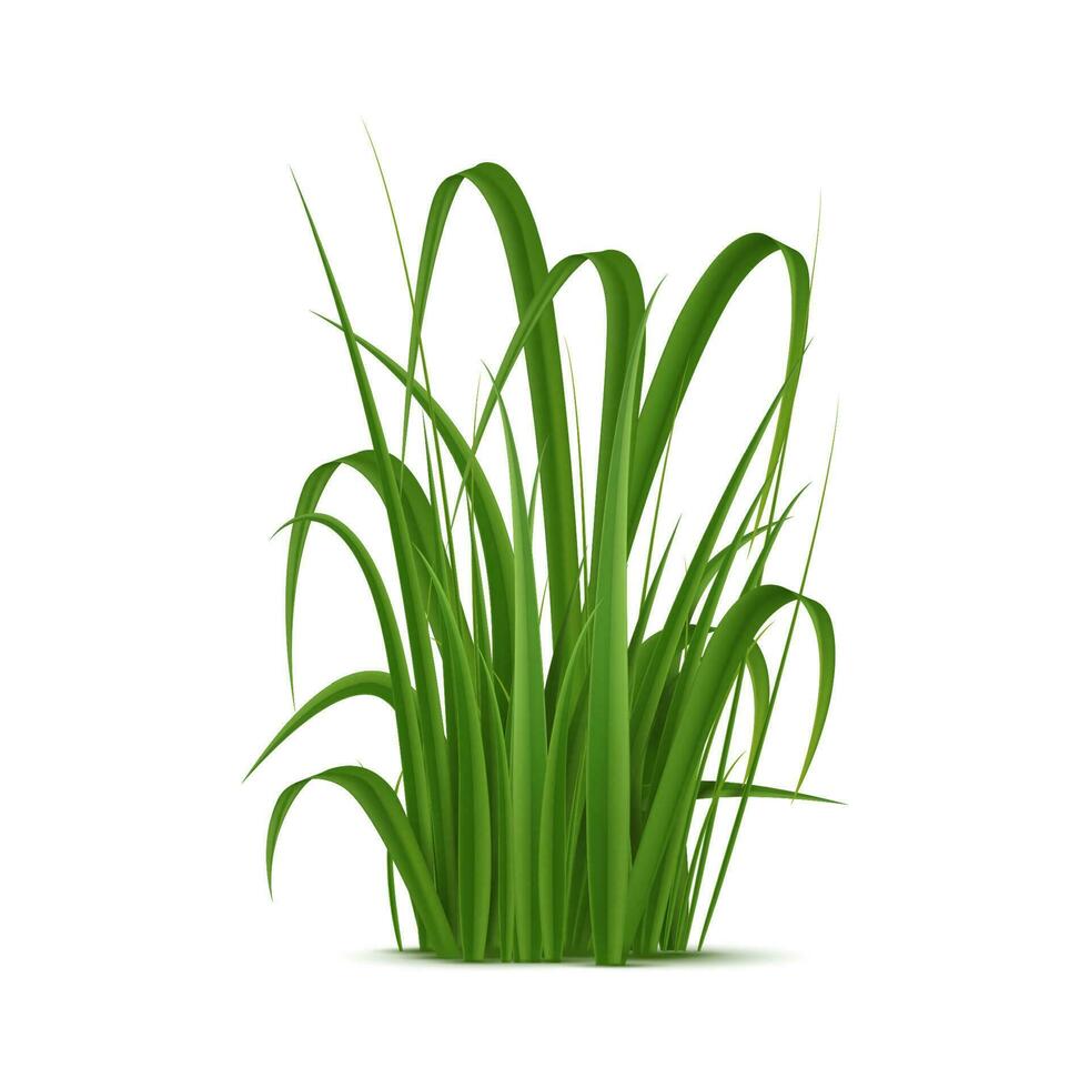 Realistic grass, green blades with soft texture vector