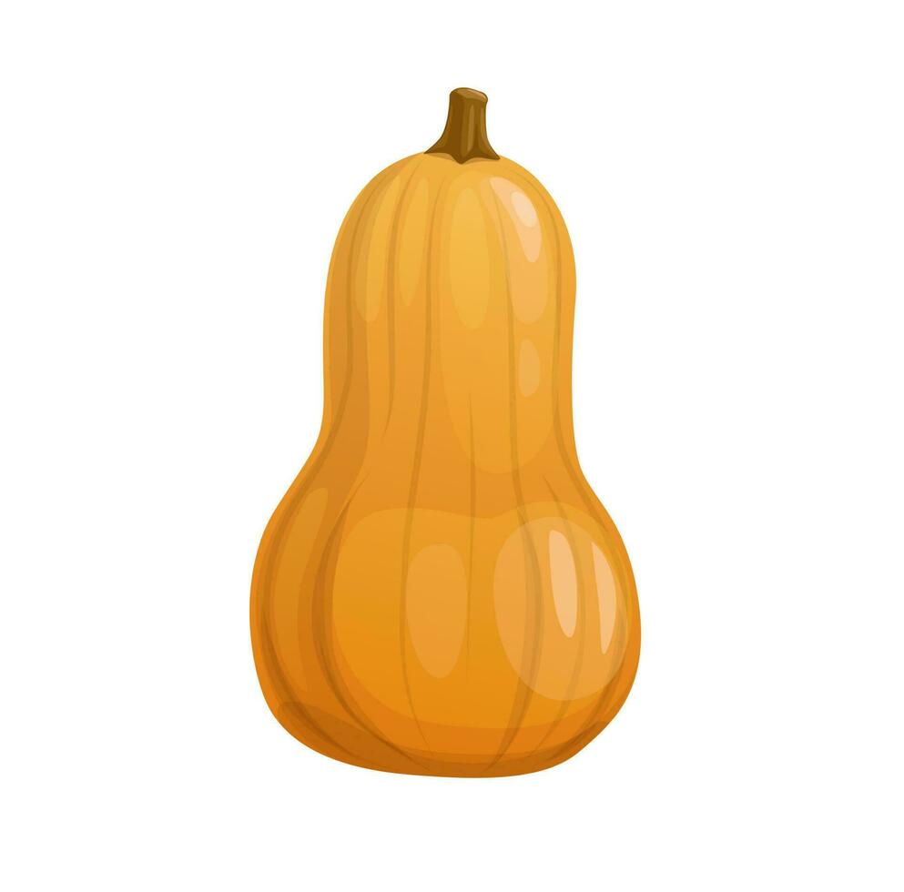 Cartoon ripe yellow butternut squash, pumpkin vector