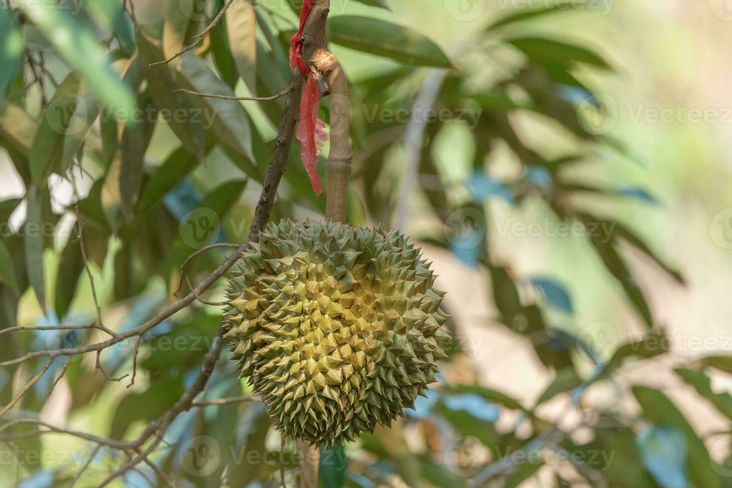 Branch of durian on tree photo