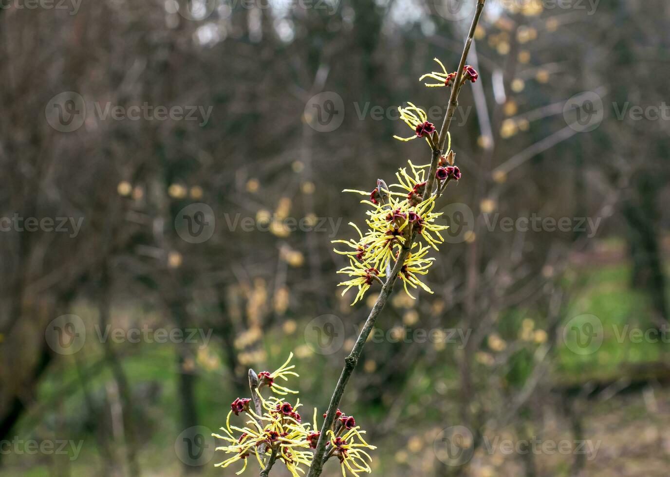 Flower of Hazel Witch shrub, Hamamelis virginiana in early spring. Hamamelis has gorgeous yellow flowers in early spring. photo