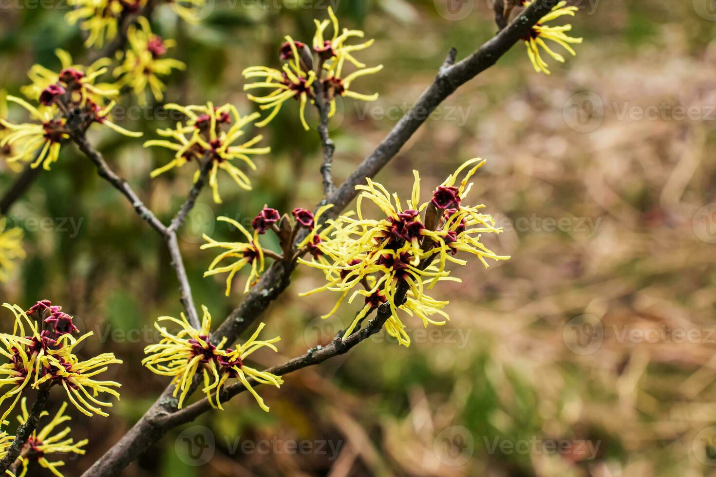 Flower of Hazel Witch shrub, Hamamelis virginiana in early spring. Hamamelis has gorgeous yellow flowers in early spring. photo