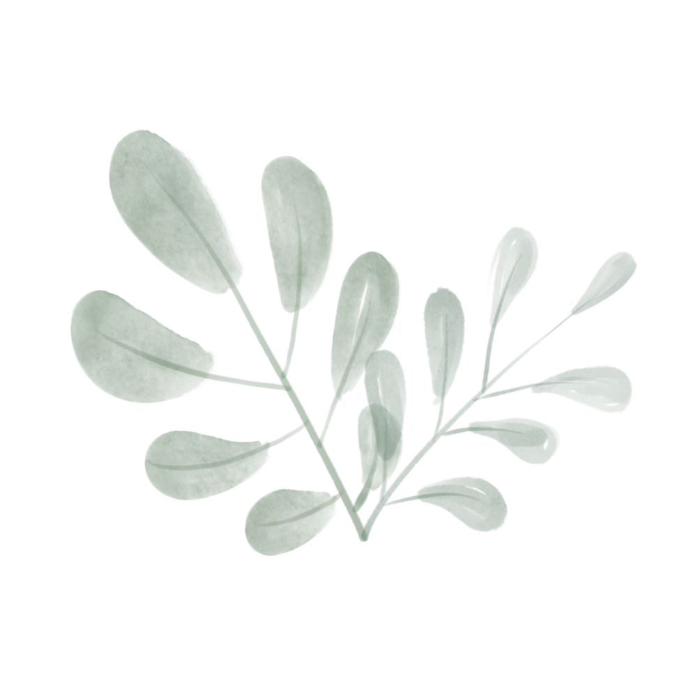 vert eucalyptus feuilles png