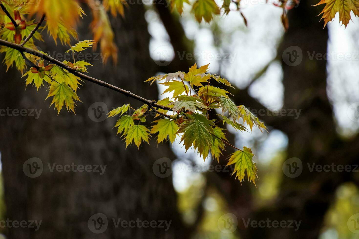 arce Noruega globoso rama con hojas. latín nombre acer platanoides globoso foto