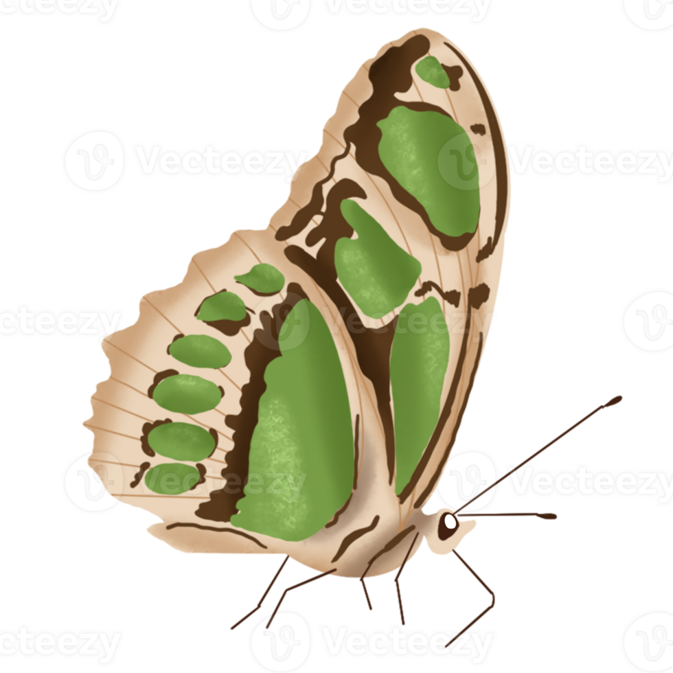 hand drawn butterfly illustration png
