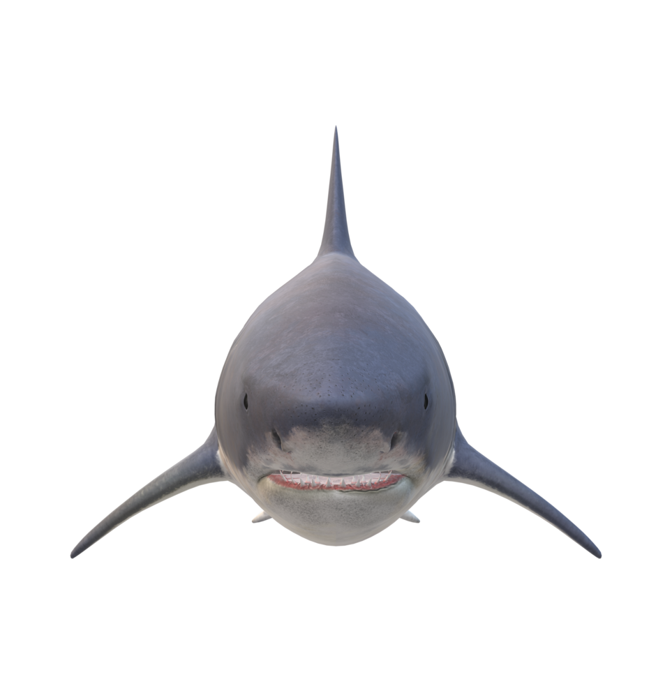 Shark isolated on a Transparent Background png