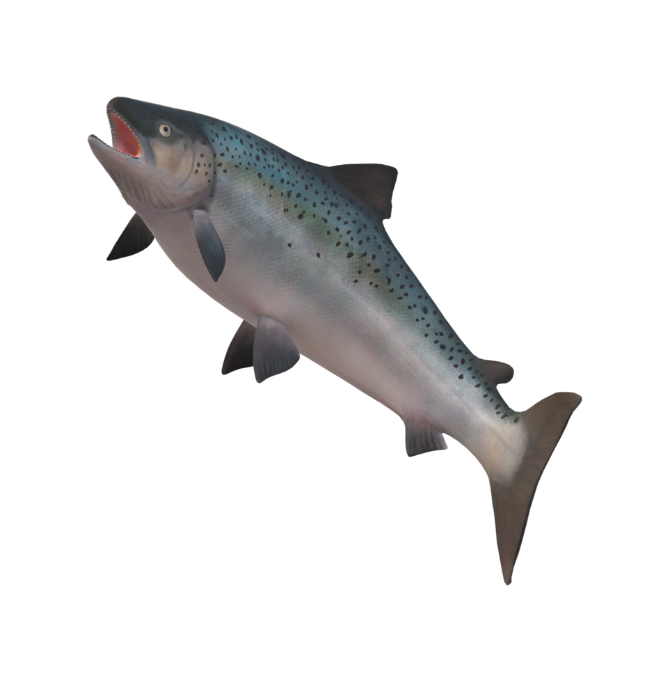 Salmon Fish isolated on a Transparent Background png