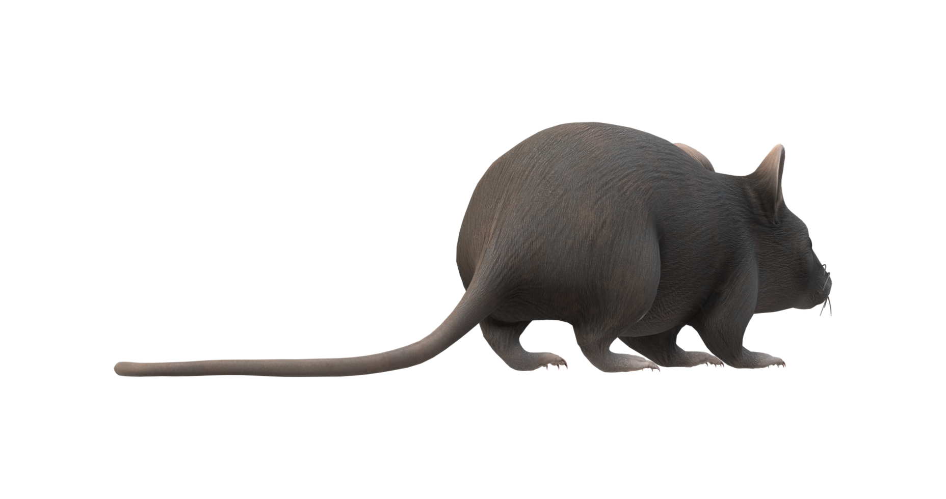 Mouse isolated on a Transparent Background png