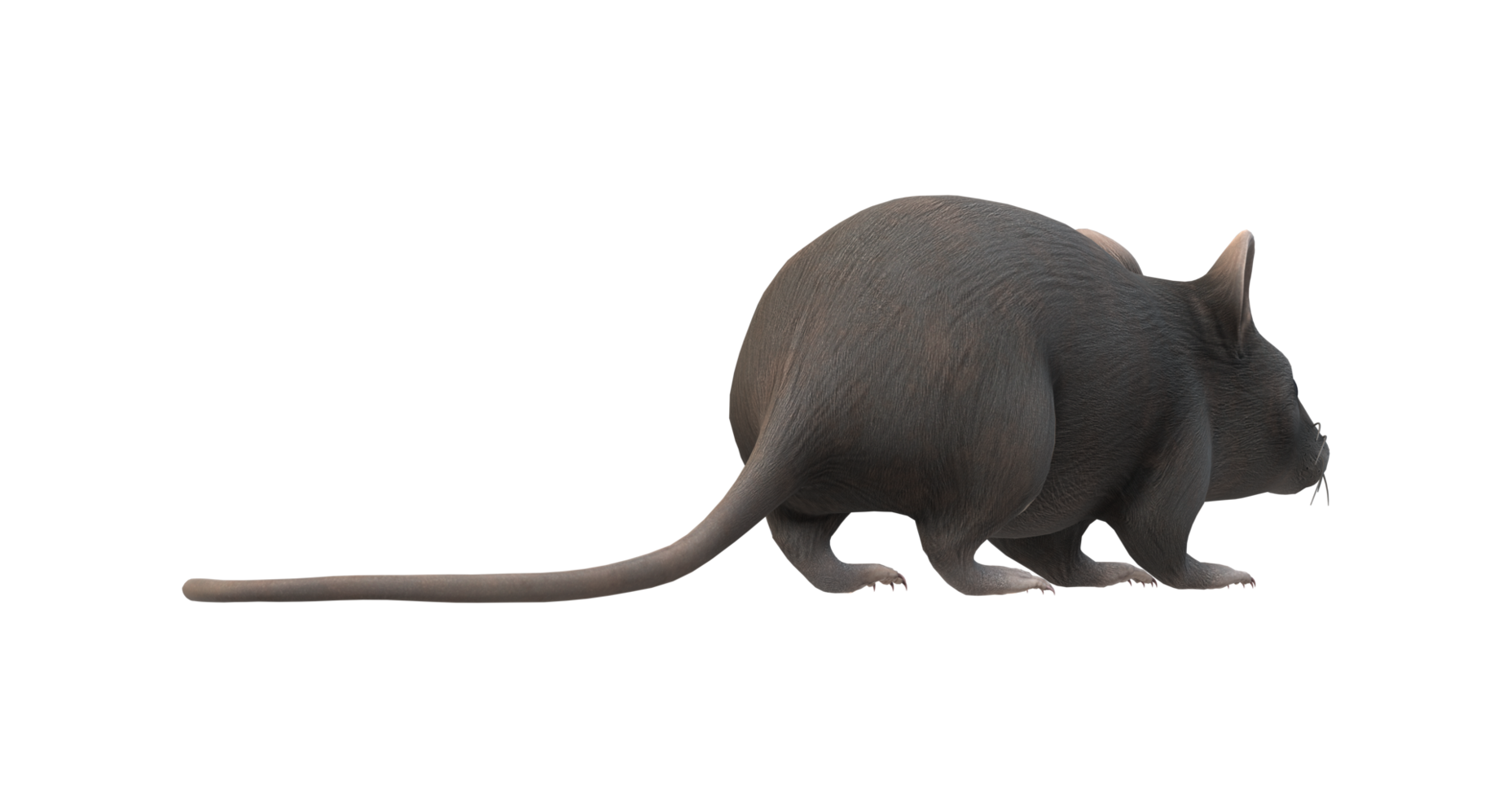 Mouse isolated on a Transparent Background png