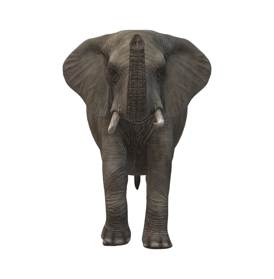 Elephant isolated on a Transparent Background png