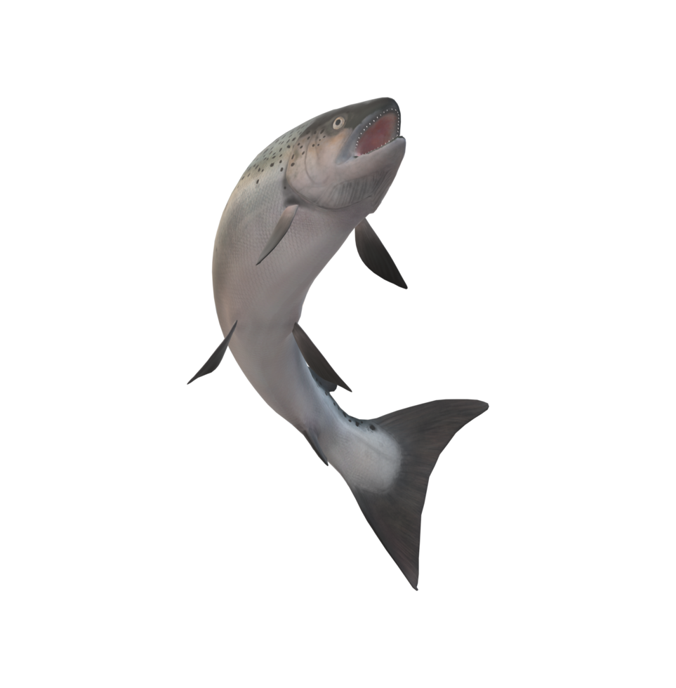 Salmon Fish isolated on a Transparent Background png