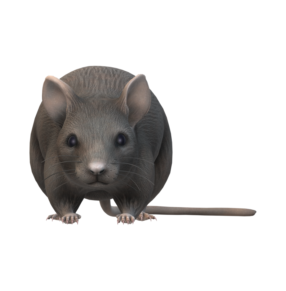 Mouse isolated on a Transparent Background png