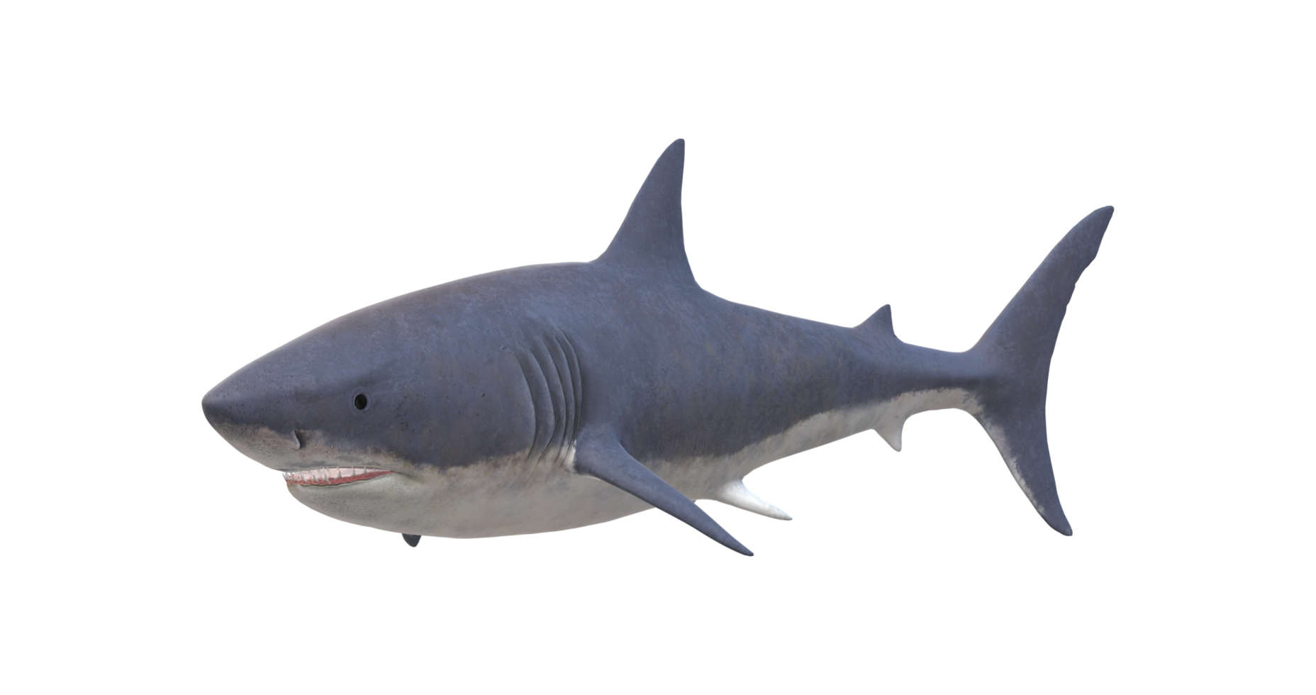 Shark isolated on a Transparent Background png