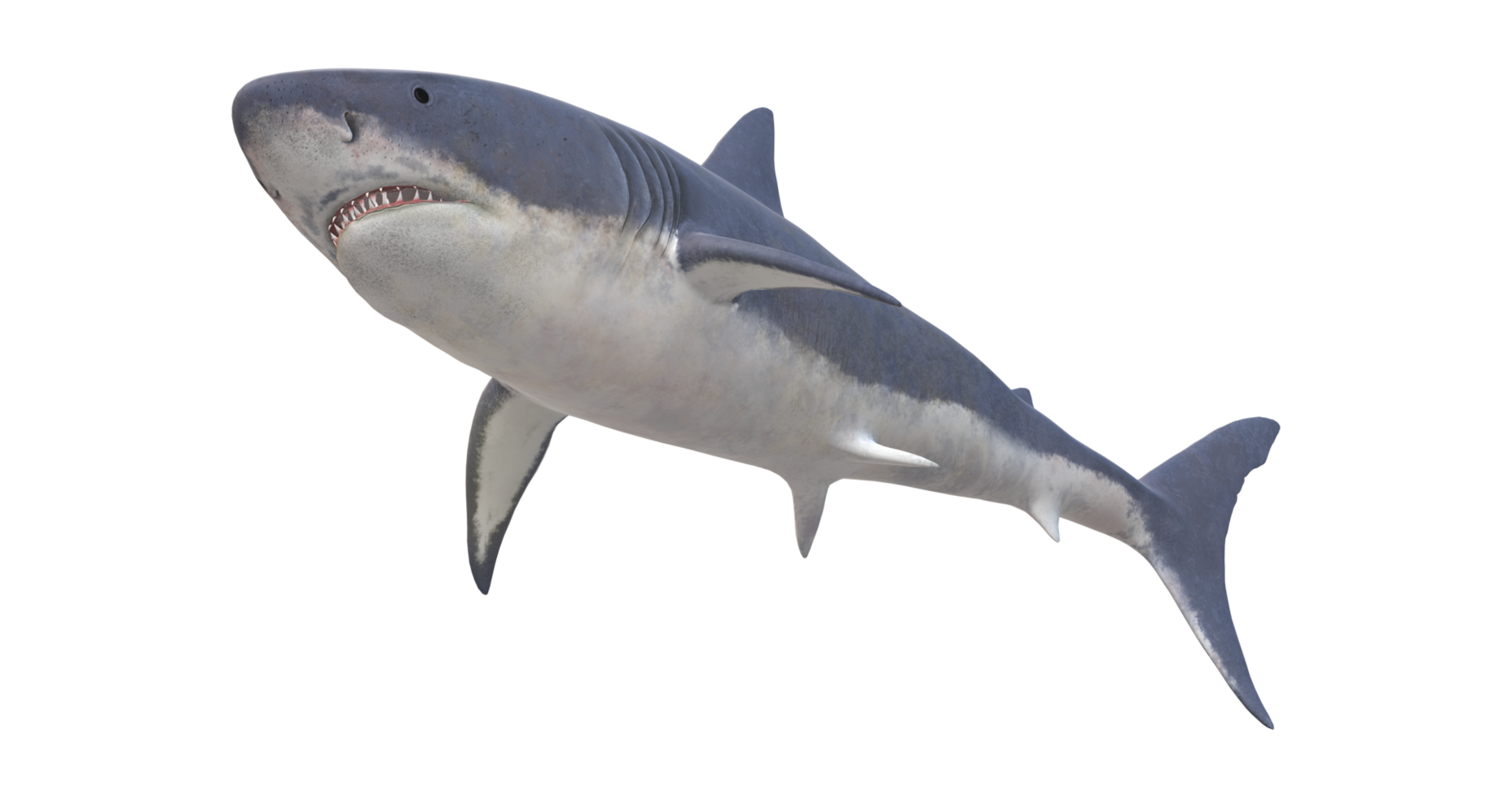 requin isolé sur une transparent Contexte png