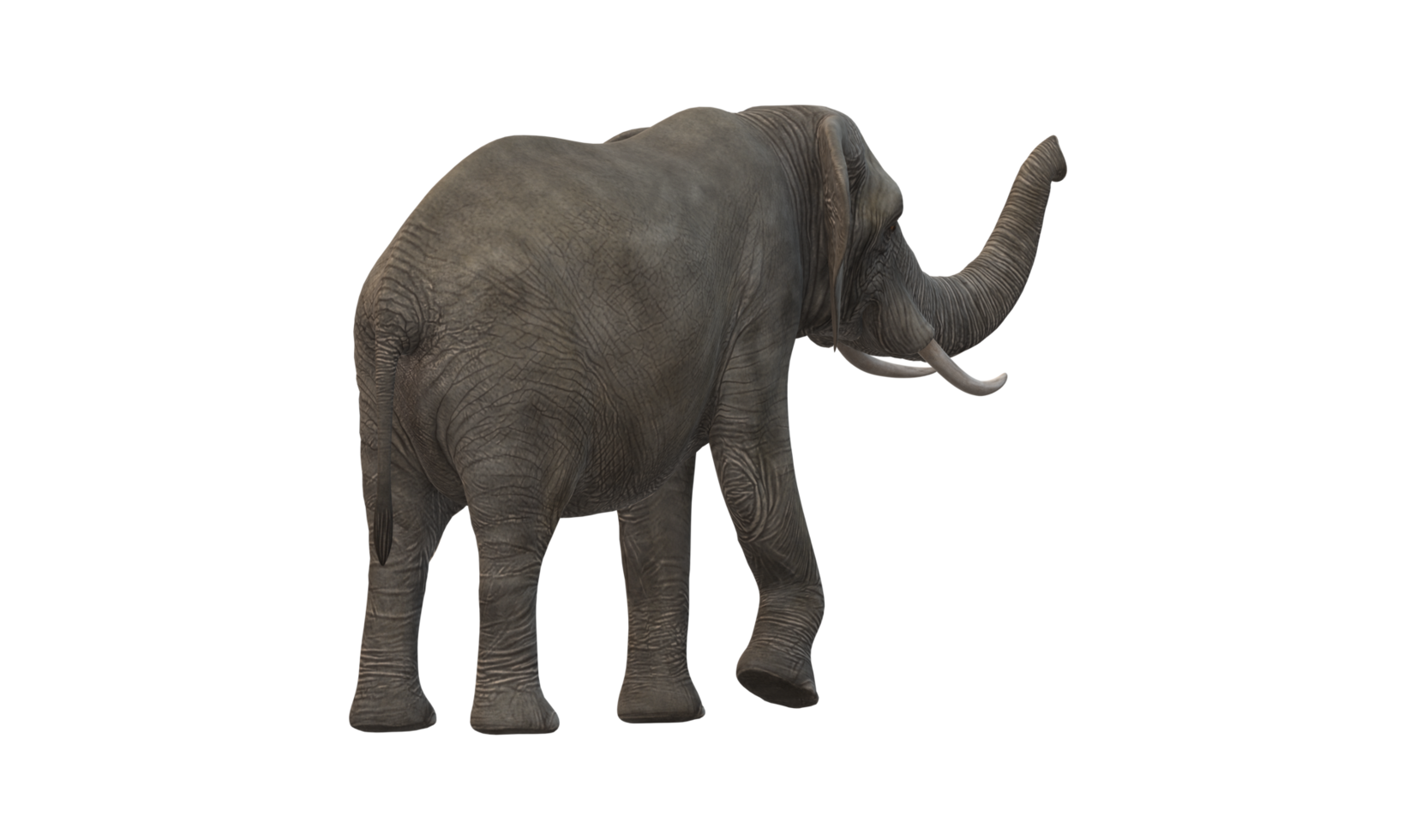 Elephant isolated on a Transparent Background png
