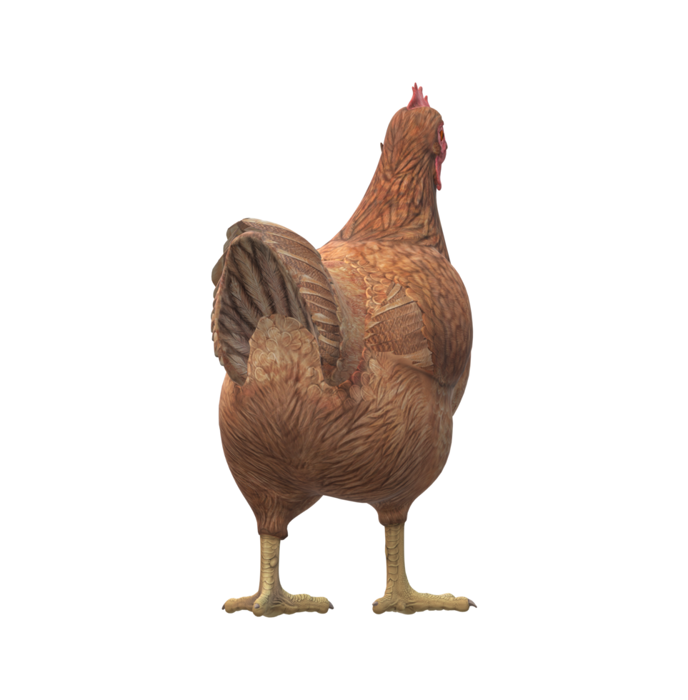 Chicken isolated on a Transparent Background png