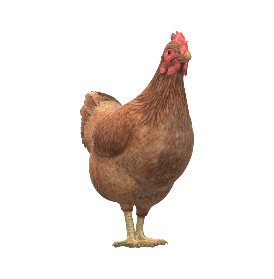 Chicken isolated on a Transparent Background 23556581 PNG