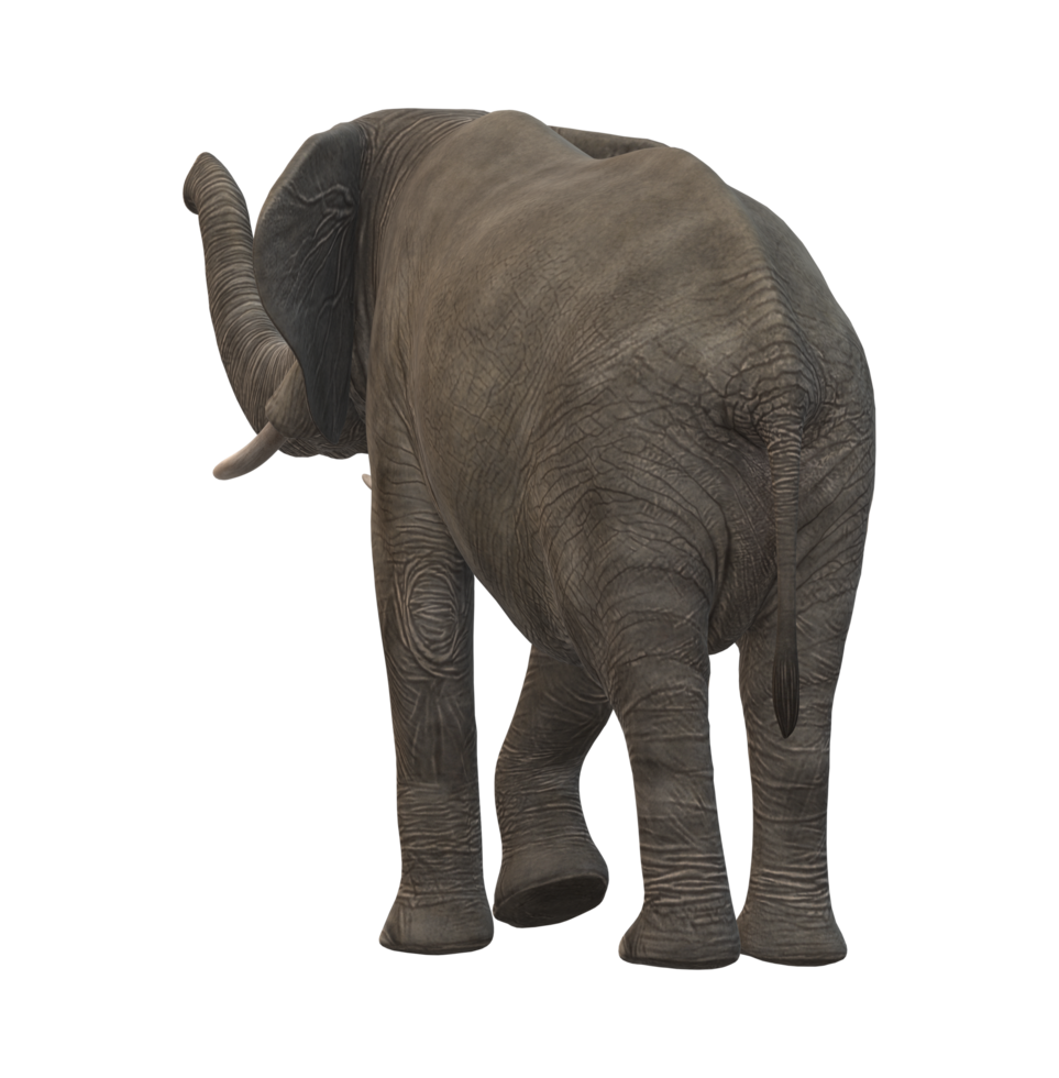 elefante aislado en un transparente antecedentes png