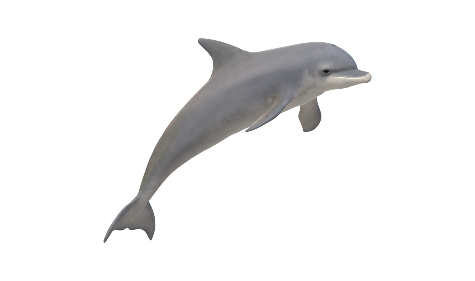 Dolphin isolated on a Transparent Background png