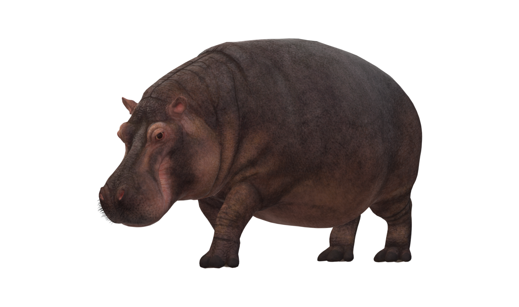 hippopotame isolé sur une transparent Contexte png