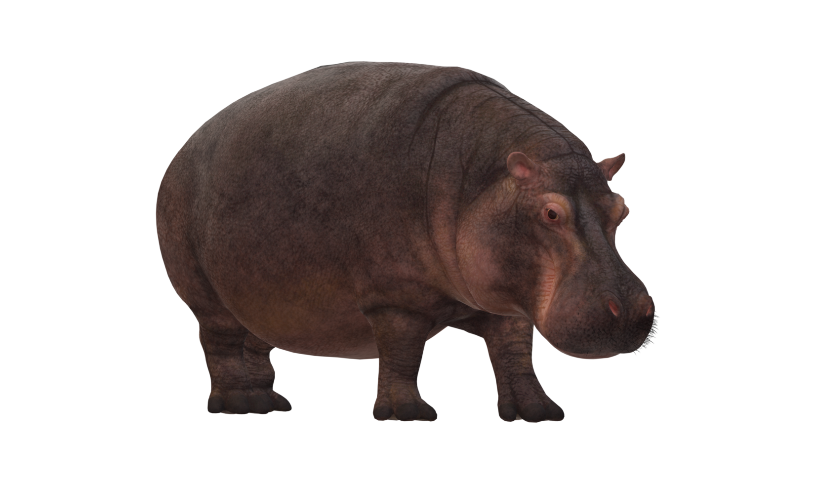 hipopótamo aislado en un transparente antecedentes png