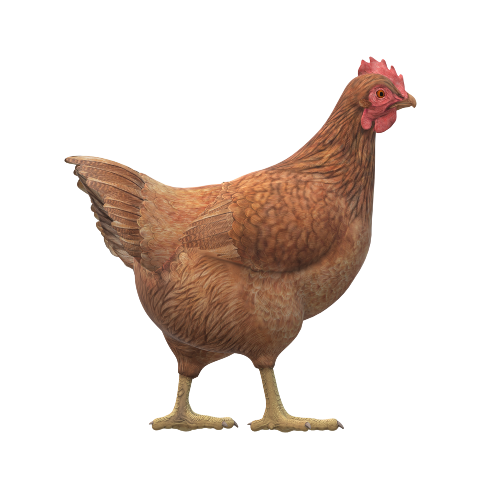 Chicken isolated on a Transparent Background png