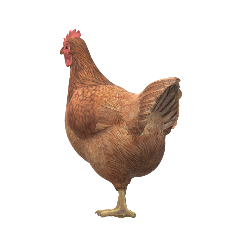 Chicken isolated on a Transparent Background png