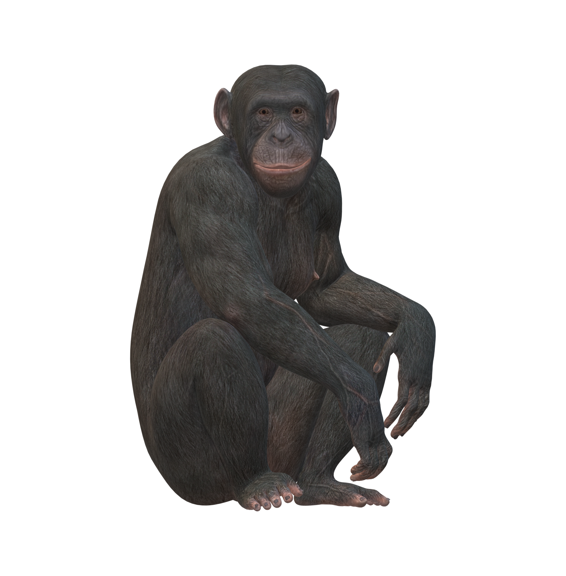 Ape isolated on a Transparent Background 23556595 PNG
