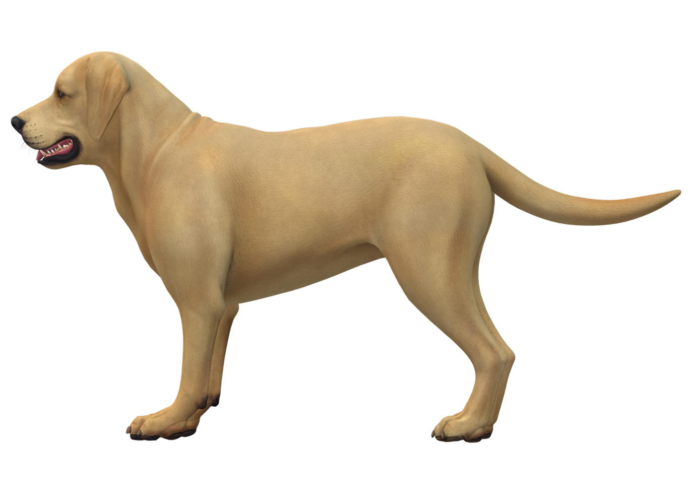 Dog isolated on a Transparent Background png