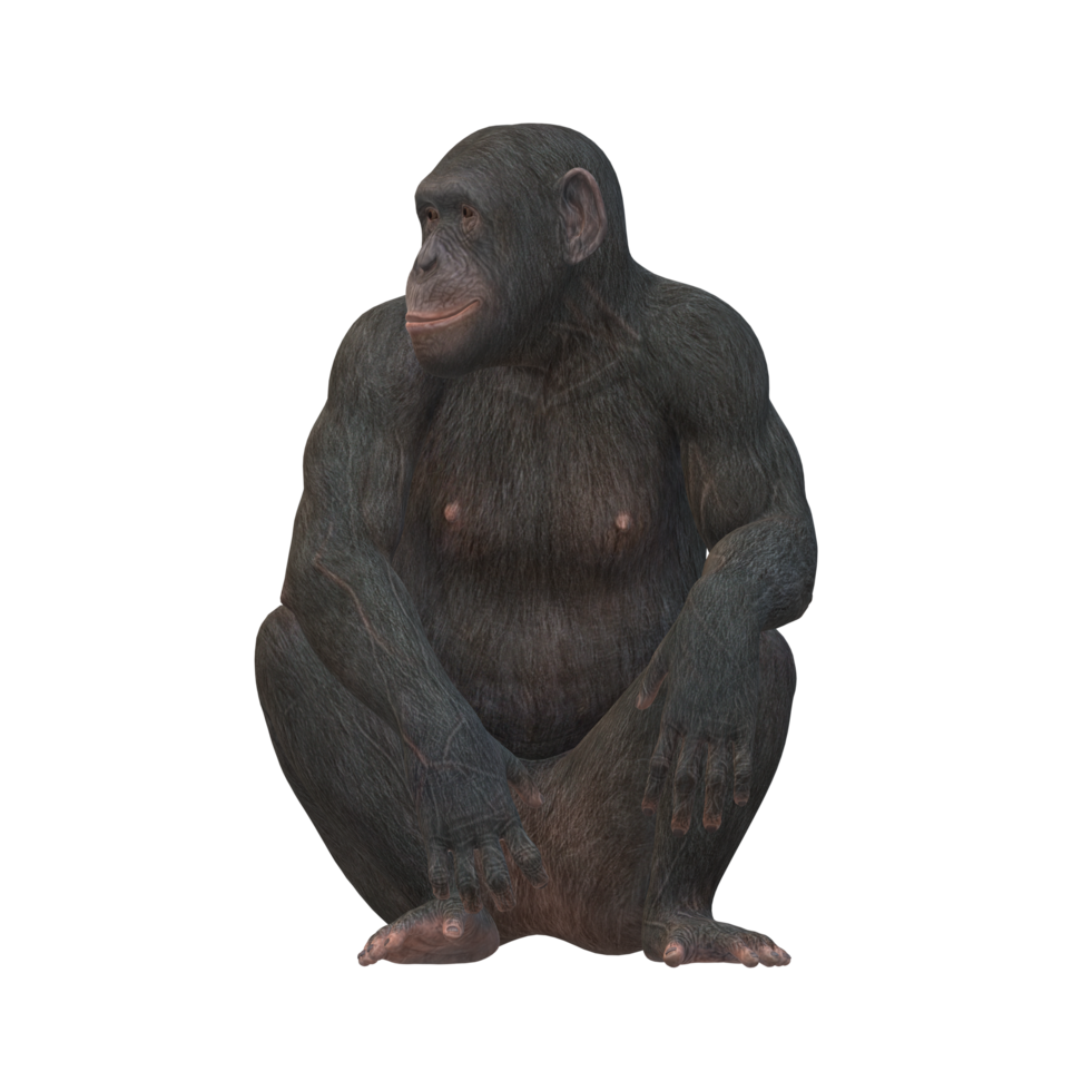 Ape isolated on a Transparent Background png