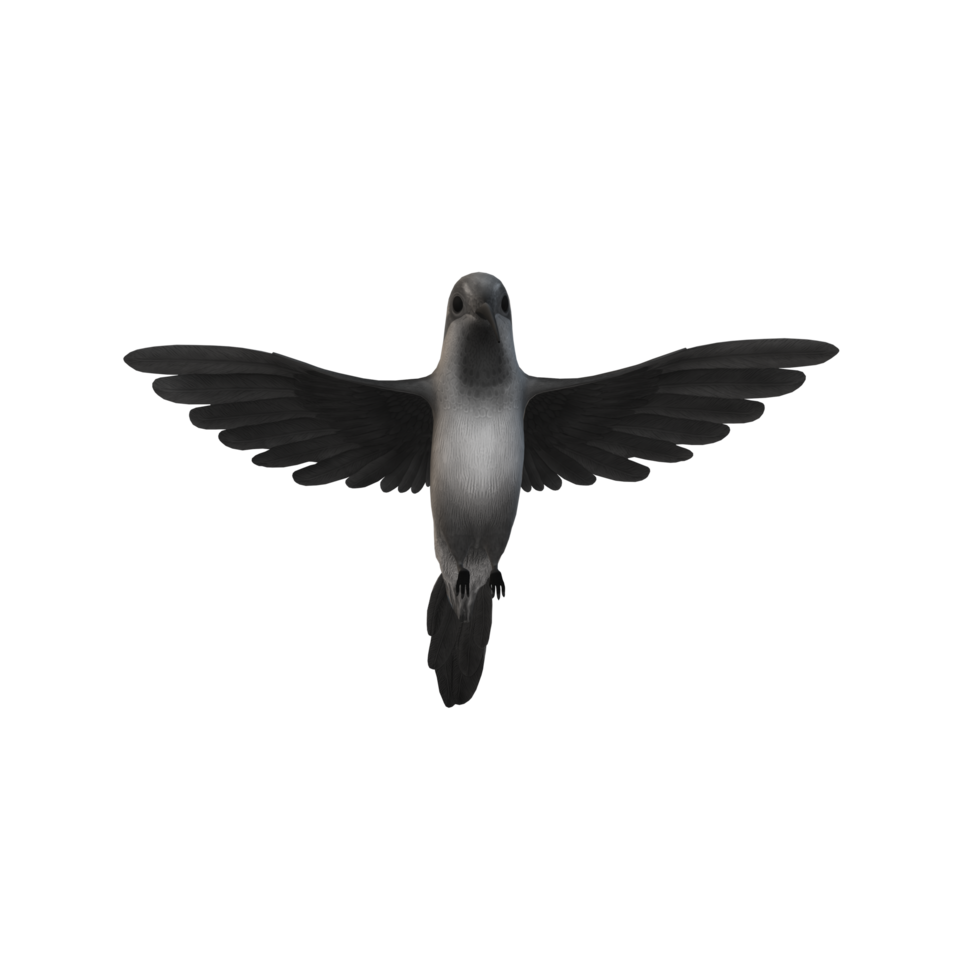 Humming Bird isolated on a Transparent Background png