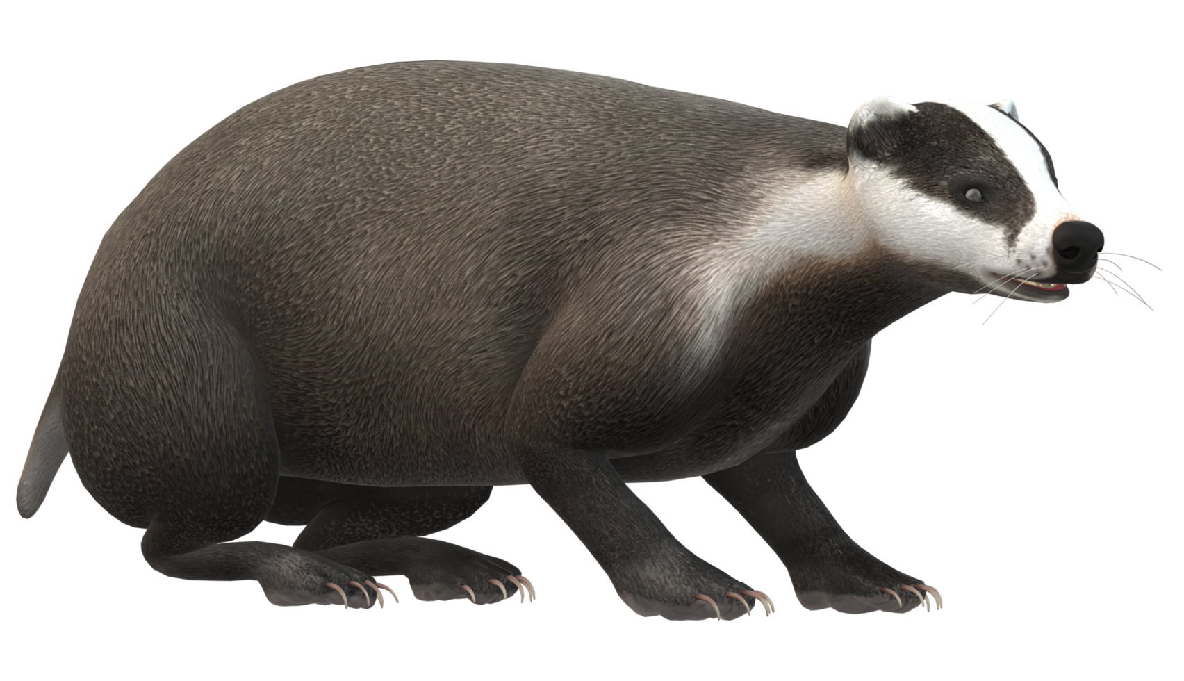 Badger isolated on a Transparent Background png