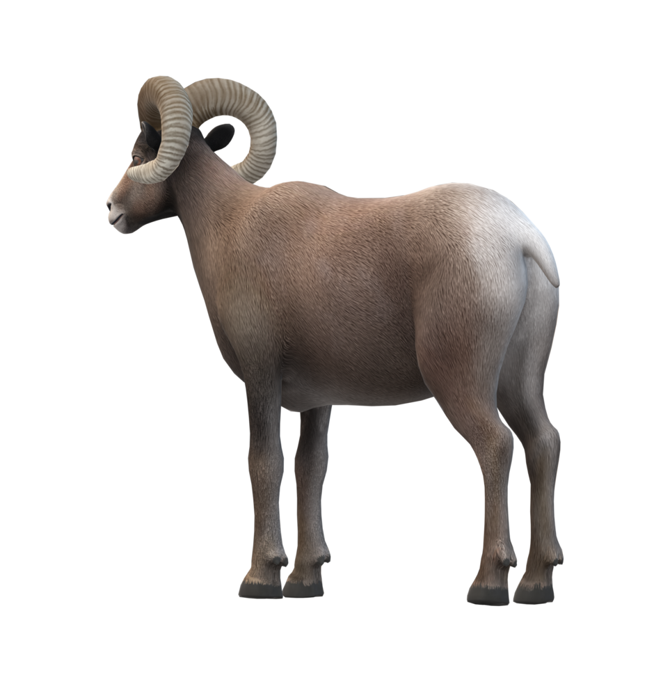 Ram isolated on a Transparent Background png
