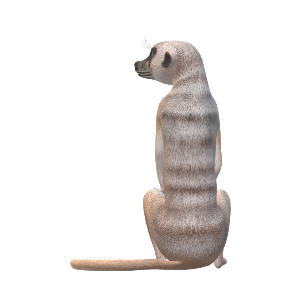 Meerkat isolated on a Transparent Background png