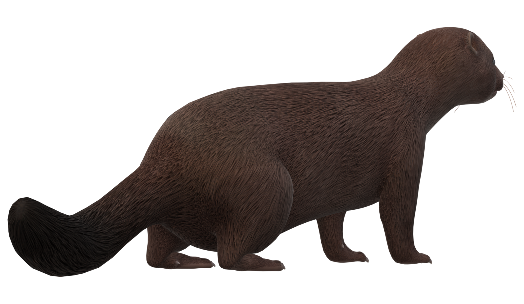 Mink isolated on a Transparent Background png